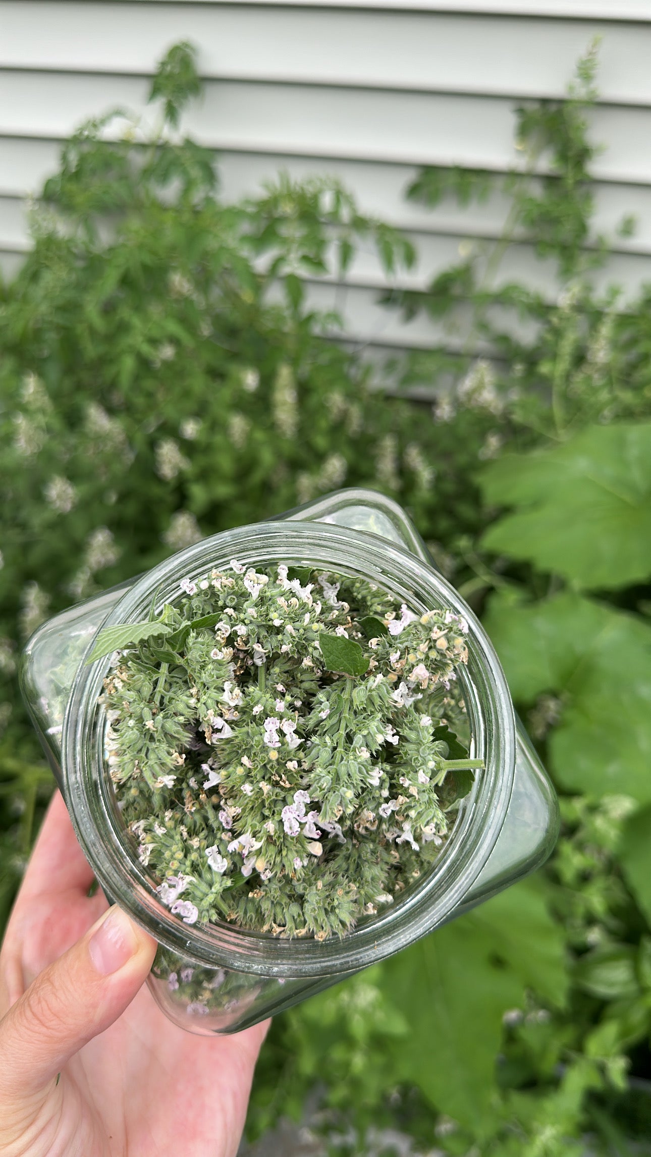 Dried Catnip (Nepeta cataria)