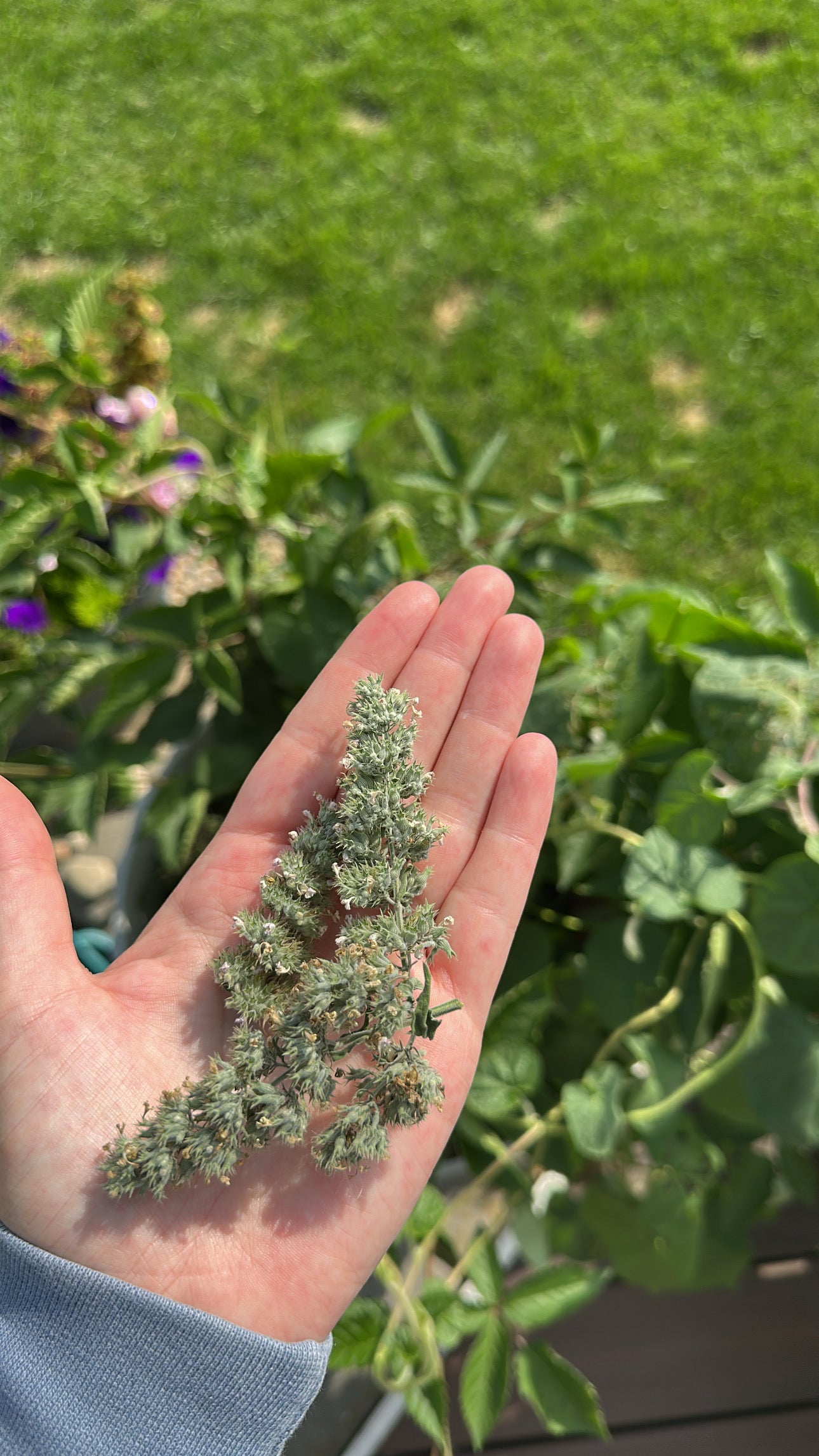 Dried Catnip (Nepeta cataria)