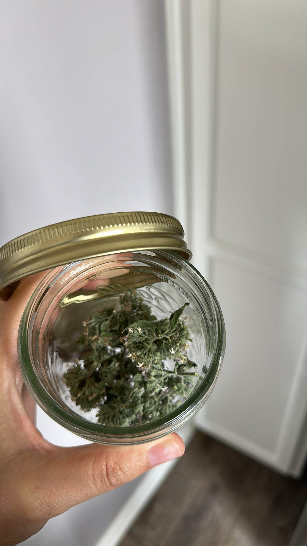 Dried Catnip (Nepeta cataria)