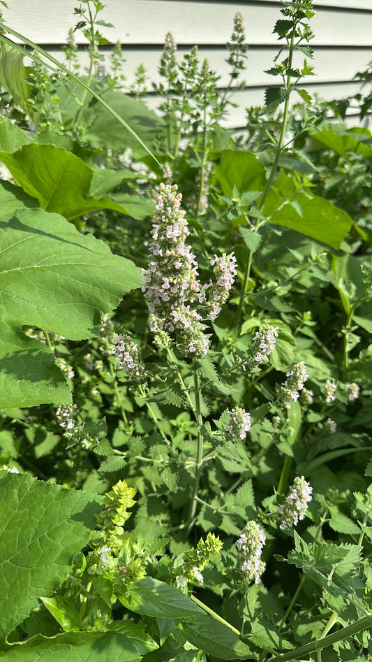 Dried Catnip (Nepeta cataria)