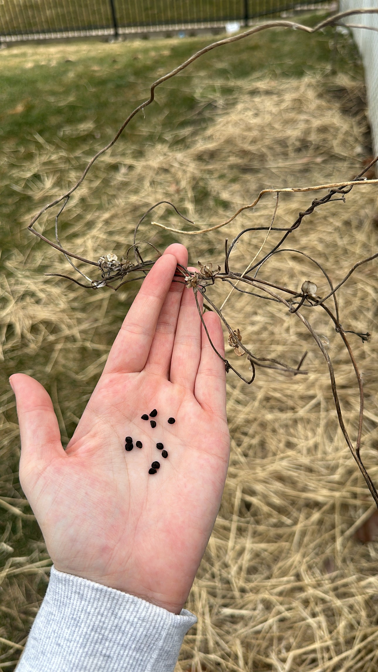 2nd & 3rd Gen seeds (3 options)