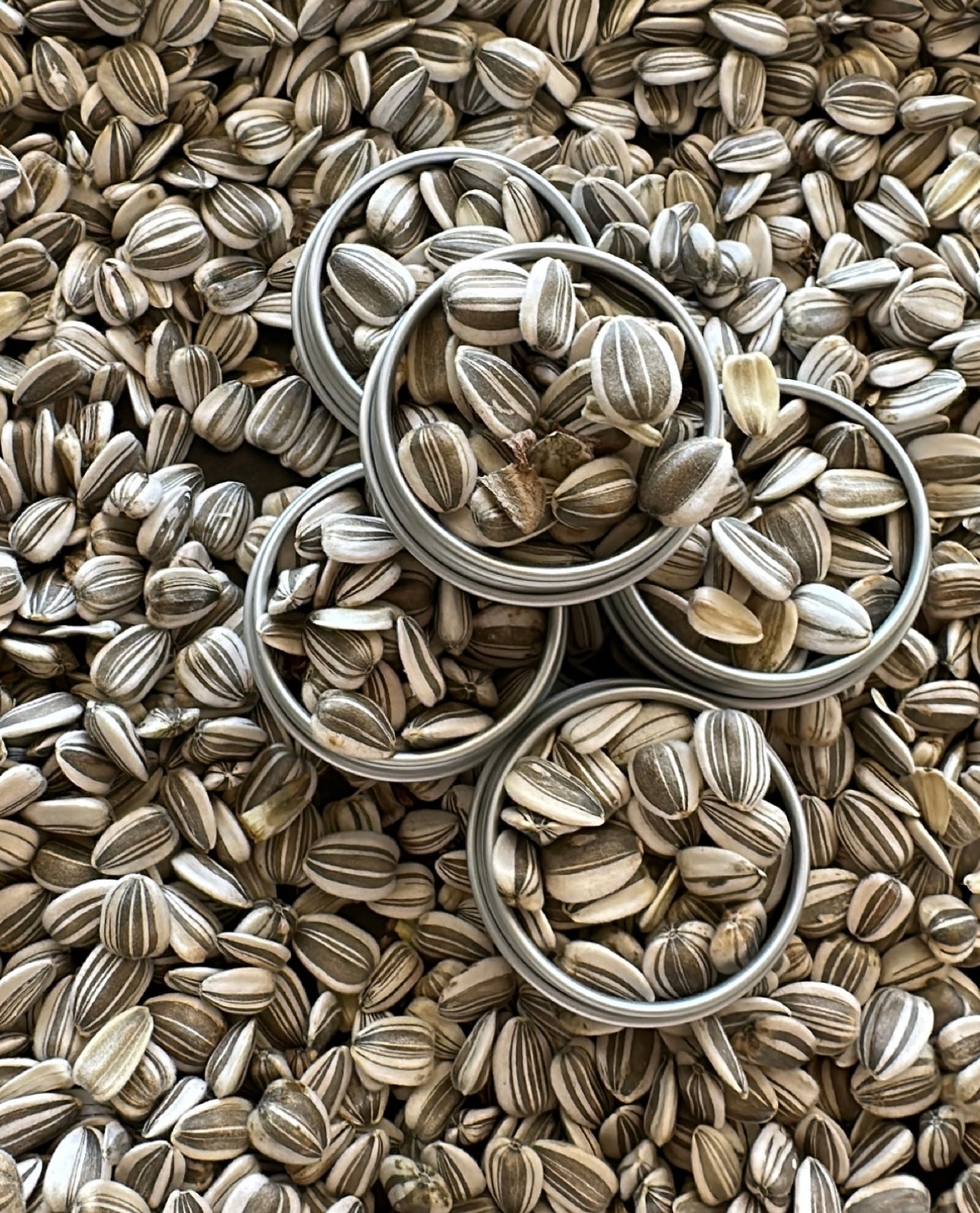 2nd & 3rd Gen seeds (3 options)