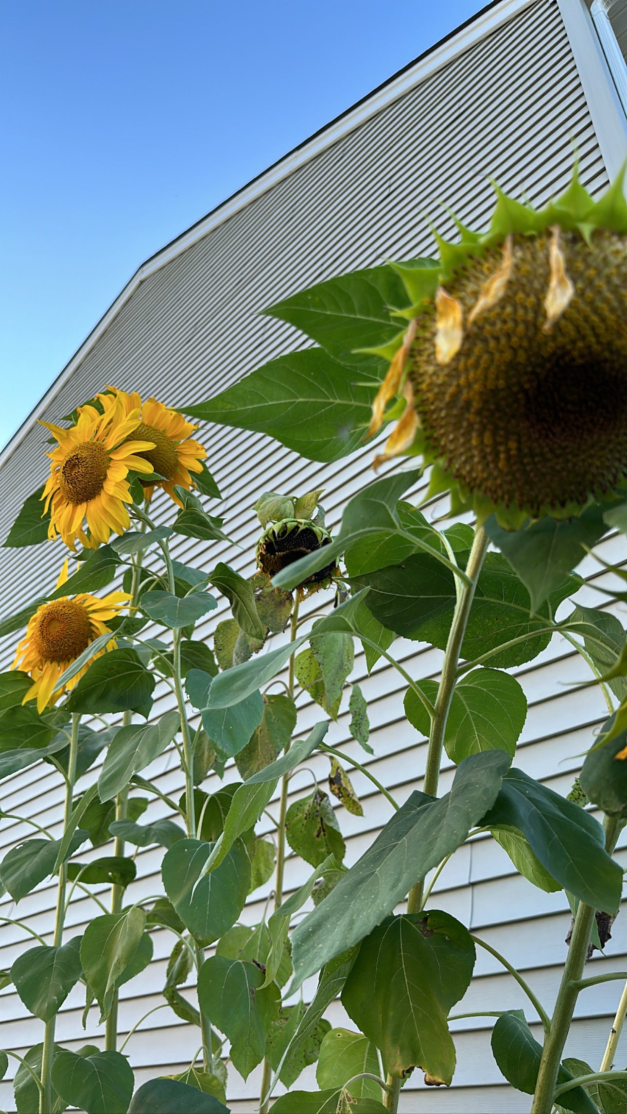 2nd & 3rd Gen seeds (3 options)