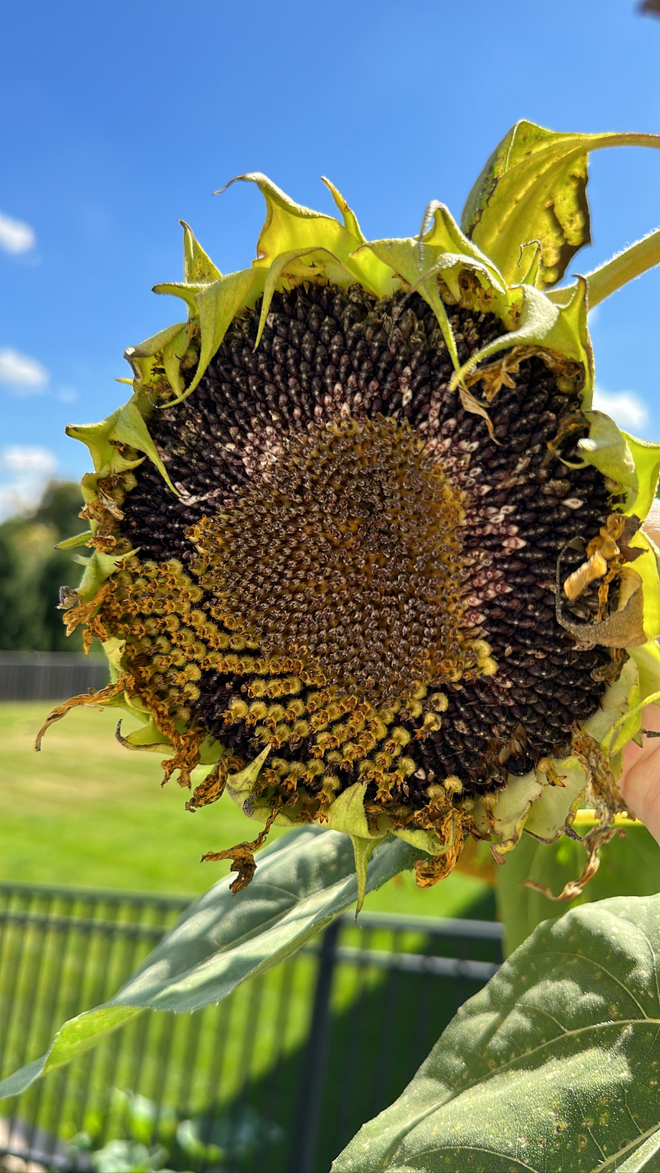 2nd & 3rd Gen seeds (3 options)