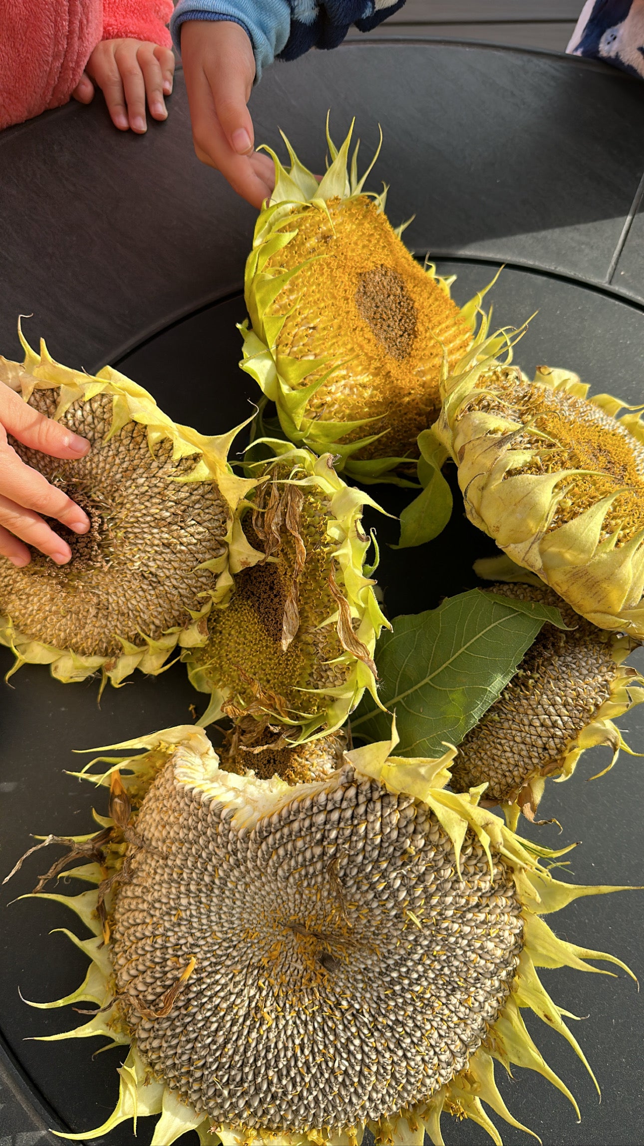 2nd & 3rd Gen seeds (3 options)