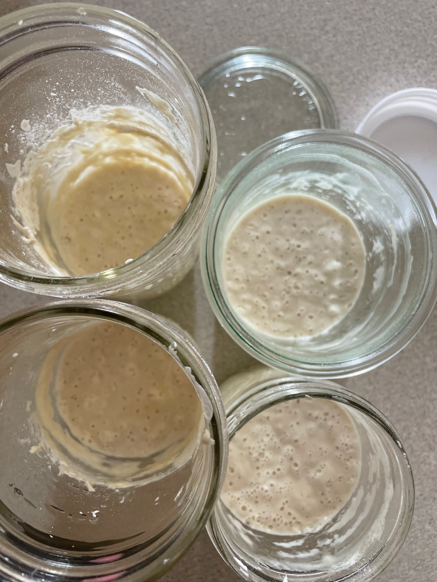 Sourdough Starter (dehydrated)
